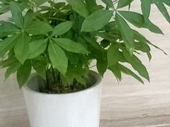 -诺贝尔一诺口腔医院(雁塔院区)