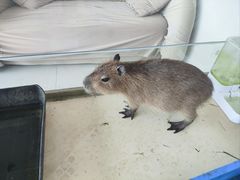 -怪兽屋·羊驼·猫咖·狗咖(俊华广场店)