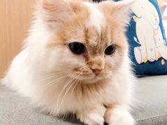 -CAT’S MEWSTAR CAFE·喵星球猫屋(晴湾咖啡店)