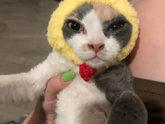 -安安宠医宠物医院·异宠·犬猫内科(岳阳分院)