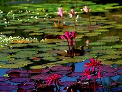 -国家植物园南园