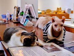 -有猫主题·治愈系猫咖(曾厝垵店)