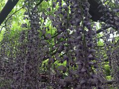 -嘉定紫藤园
