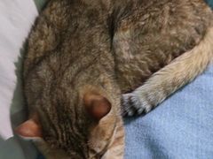 -宠颐生汉谟拉比宠物医院