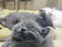 -屋虎猫馆(宝安大仟里店)