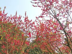 -南山植物园