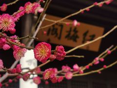 -红梅公园