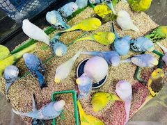 -花鸟鱼虫鲜花绿植市场(玉泉路店)