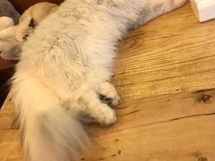 -李小姐の猫咖啡馆(五角场店)