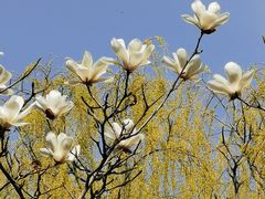 -大兴滨河森林公园