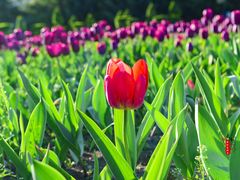 -长春公园(普阳街道)