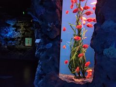 -锦艺城海洋馆