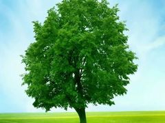 -逐鹿·古风·湘菜馆(望京店)