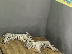 -西安秦岭野生动物园