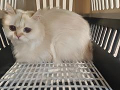 -伟伟宠物医院·CT影像中心·瑞派犬猫综合性门诊(汉口总院)