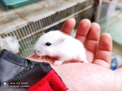 -三圣花乡旅游区