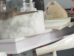 -喵的天空名猫咖啡馆·撸猫·猫舍·用品