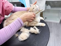 -汪小喵宠物·戴维斯乐芳希施宠馨宝皮毛调理洗护店