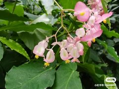 -上海辰山植物园