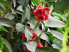 -国家植物园南园