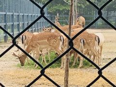 -北京麋鹿生态实验中心