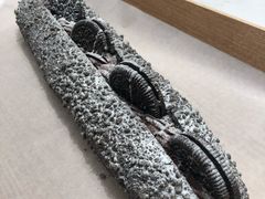 -奈雪的茶(金鹰广场店)