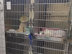-可蒙动物医院·猫科·骨科中心(首义路店)