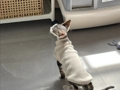 -Bastet sally猫舍购宠(静安店)