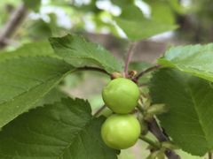 -第五季龙水凤港生态露营农场
