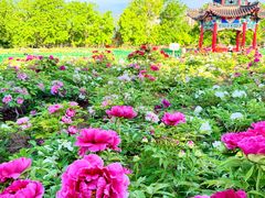 -曹州牡丹园