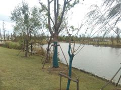 -上海长兴岛郊野公园