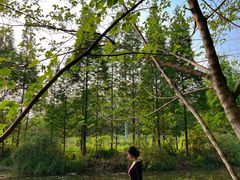 -桤木河湿地公园