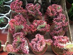 -秦美花卉(天朗·莱茵小城2期店)