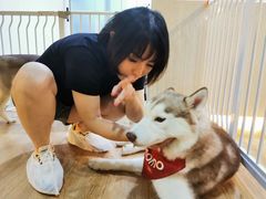 -Husky Go! 哈士奇体验馆·宠物咖啡厅狗咖