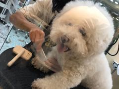 -momokira米努特·德文卷毛猫·棉花面纱犬