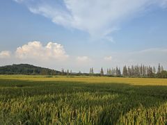 -上海佘山国家森林公园天马山园