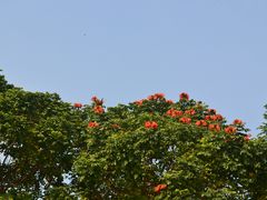 -深圳湾公园(南山区)