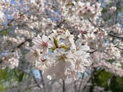-顾村公园