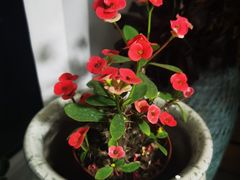 -李村大集