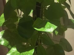 -淳SPA·精油按摩(蓝海御华大饭店)