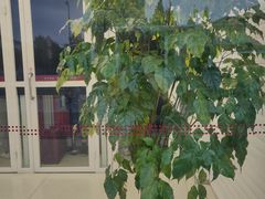 -招商银行(七宝支行)