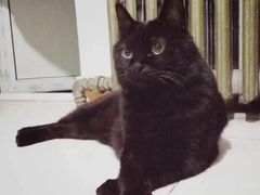 -纳吉亚猫专科动物医院(康都外科中心)