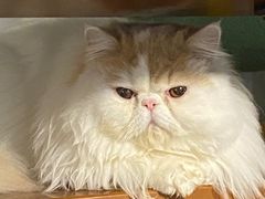 -佳雯宠物医院(四明中路分院)