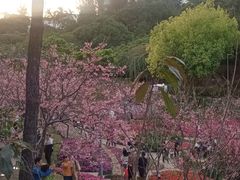 -狐尾山公园
