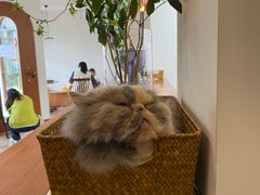 -有猫主题·治愈系猫咖(曾厝垵店)