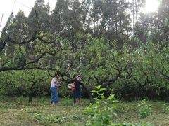 采桃胶-武汉世外桃源农庄