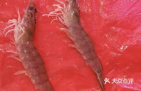 Size Comparison of Live Shrimp
