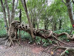 -中国科学院西双版纳热带植物园