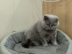 -瑞派宠物医院·犬猫全科·猫友好(宾水西道店)