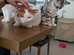 -平行世界·猫咖(首经贸店)